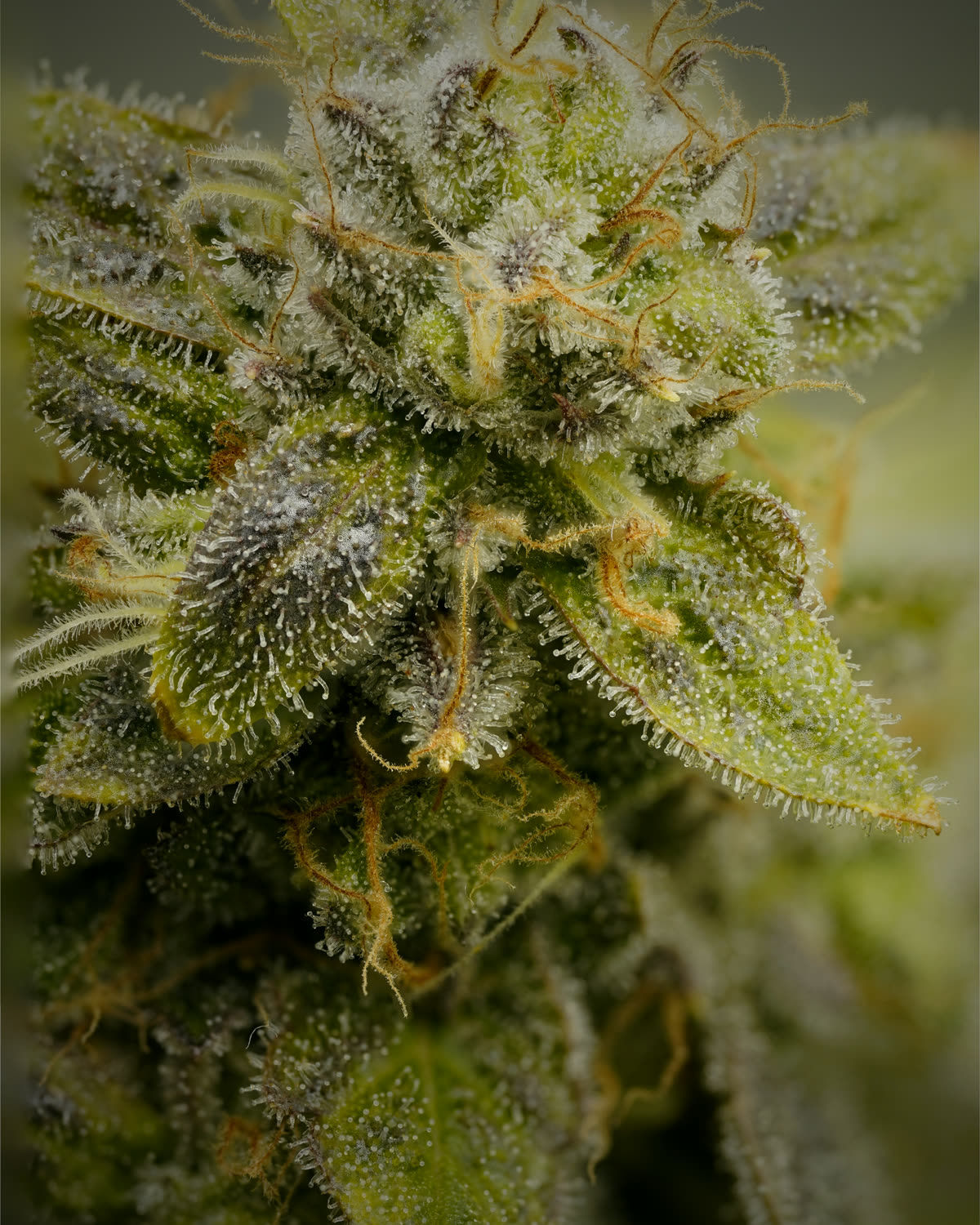 Cogollo de cannabis cubierto de tricomas, con pistilos naranjas