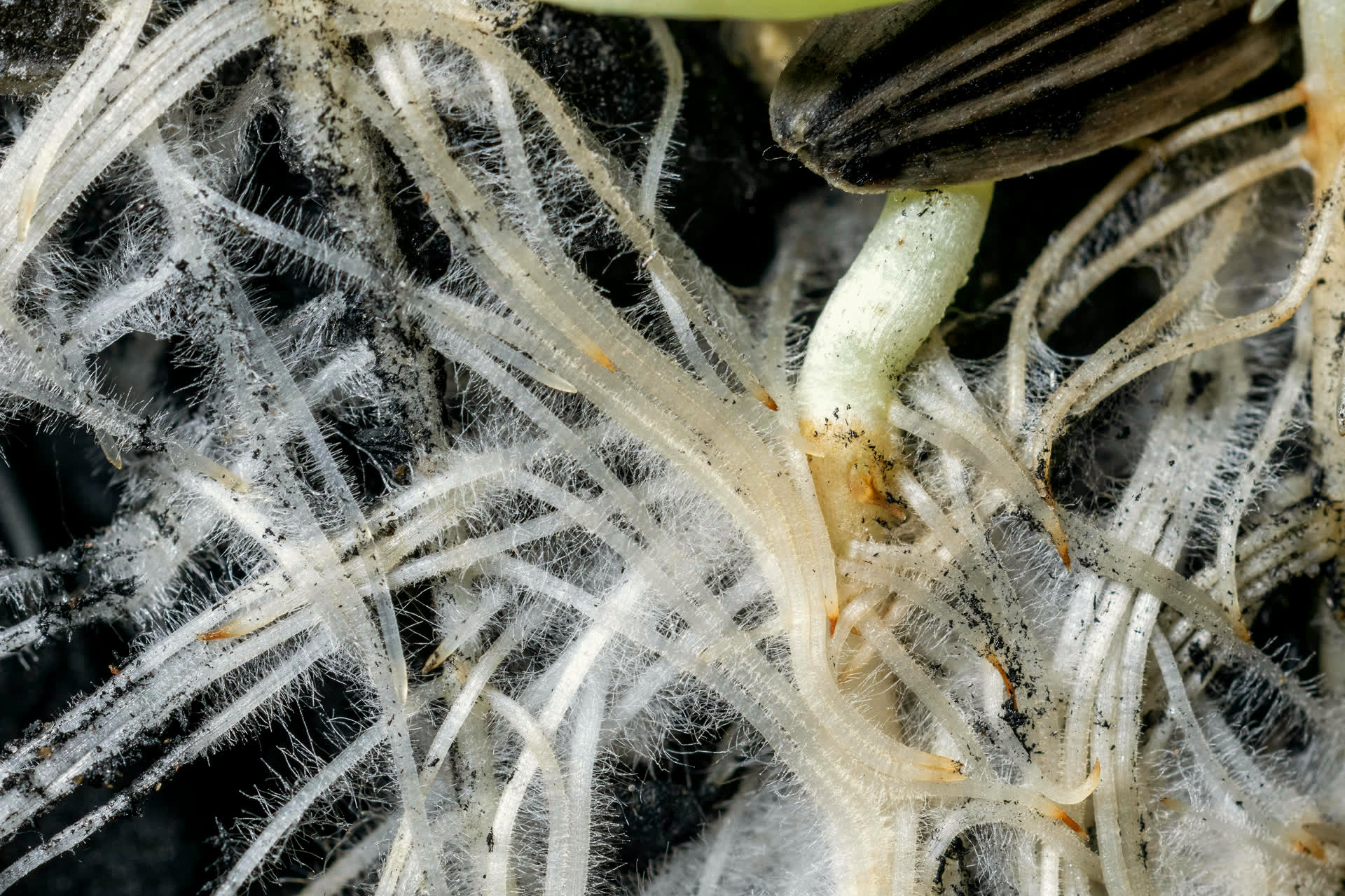 Semilla germinando, con sus primeras raíces blancas