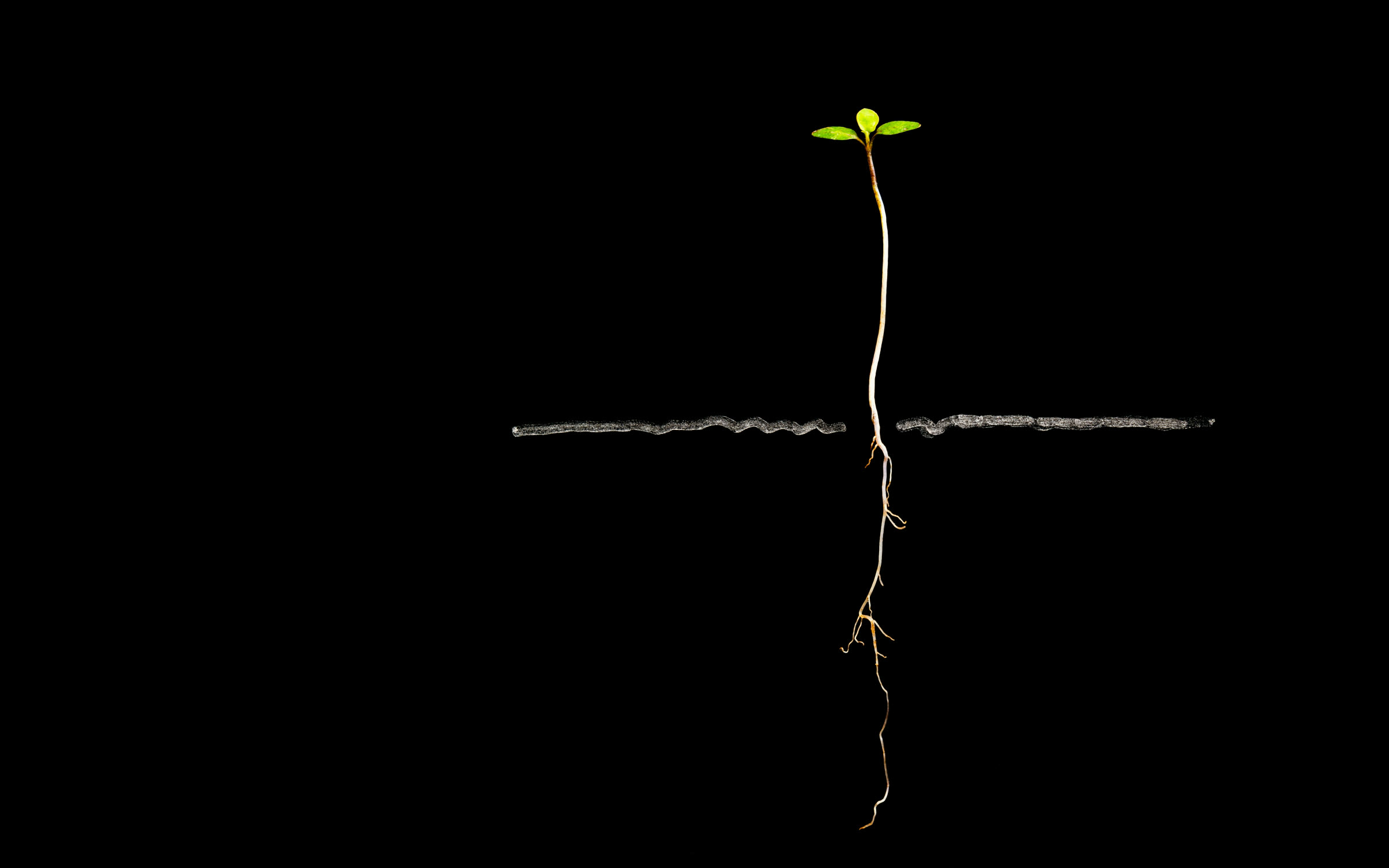 Plantín recién nacido; la raíz crece hacia abajo a través de la tierra