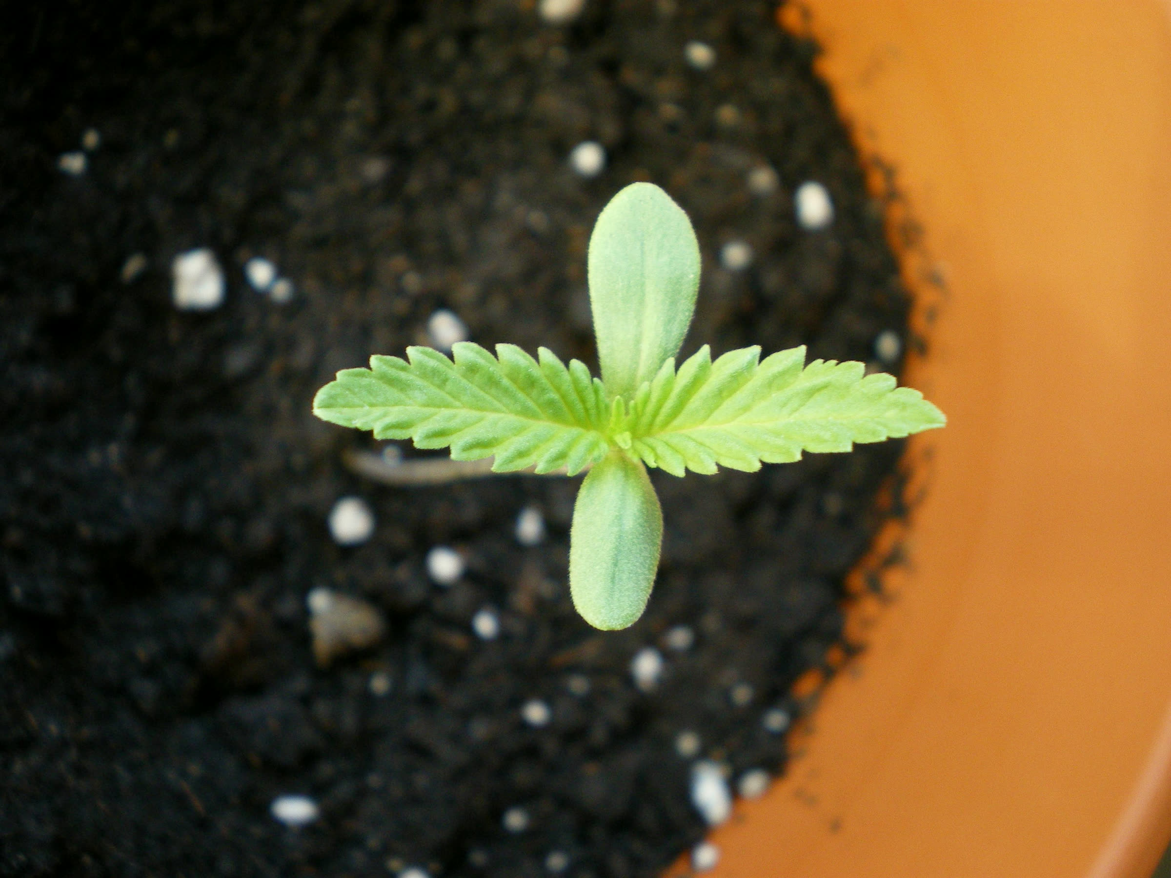 Plántula de cannabis con sus dos hojitas redondas y la primera hoja dentada, en una maceta