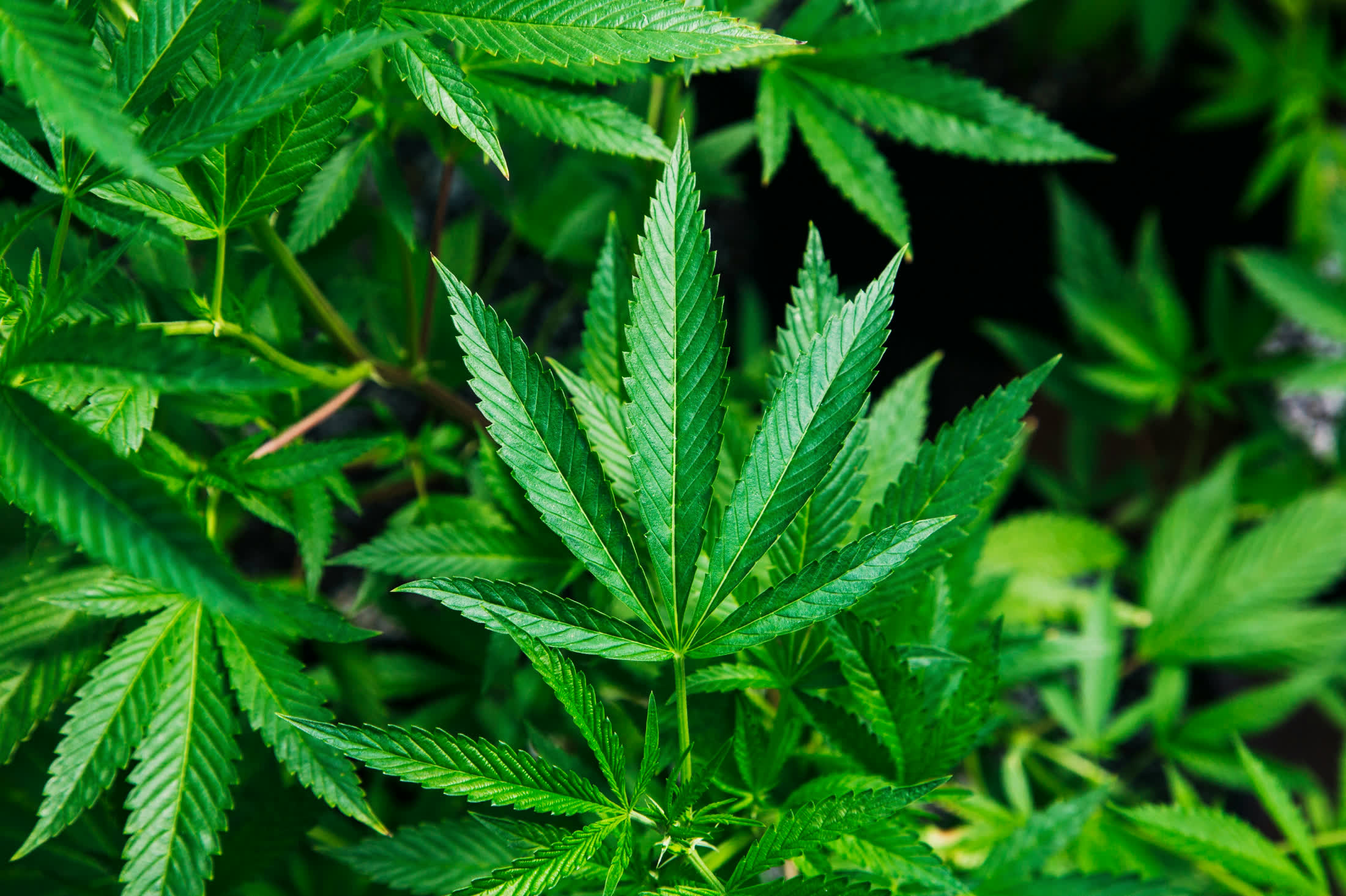 Planta de cannabis en crecimiento, llena de hojas verdes