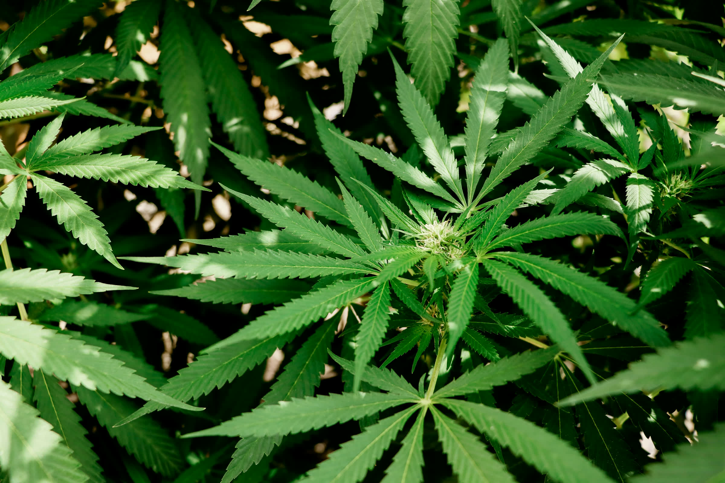 Hojas de cannabis con gotas de agua y la primera flor asomando en el centro