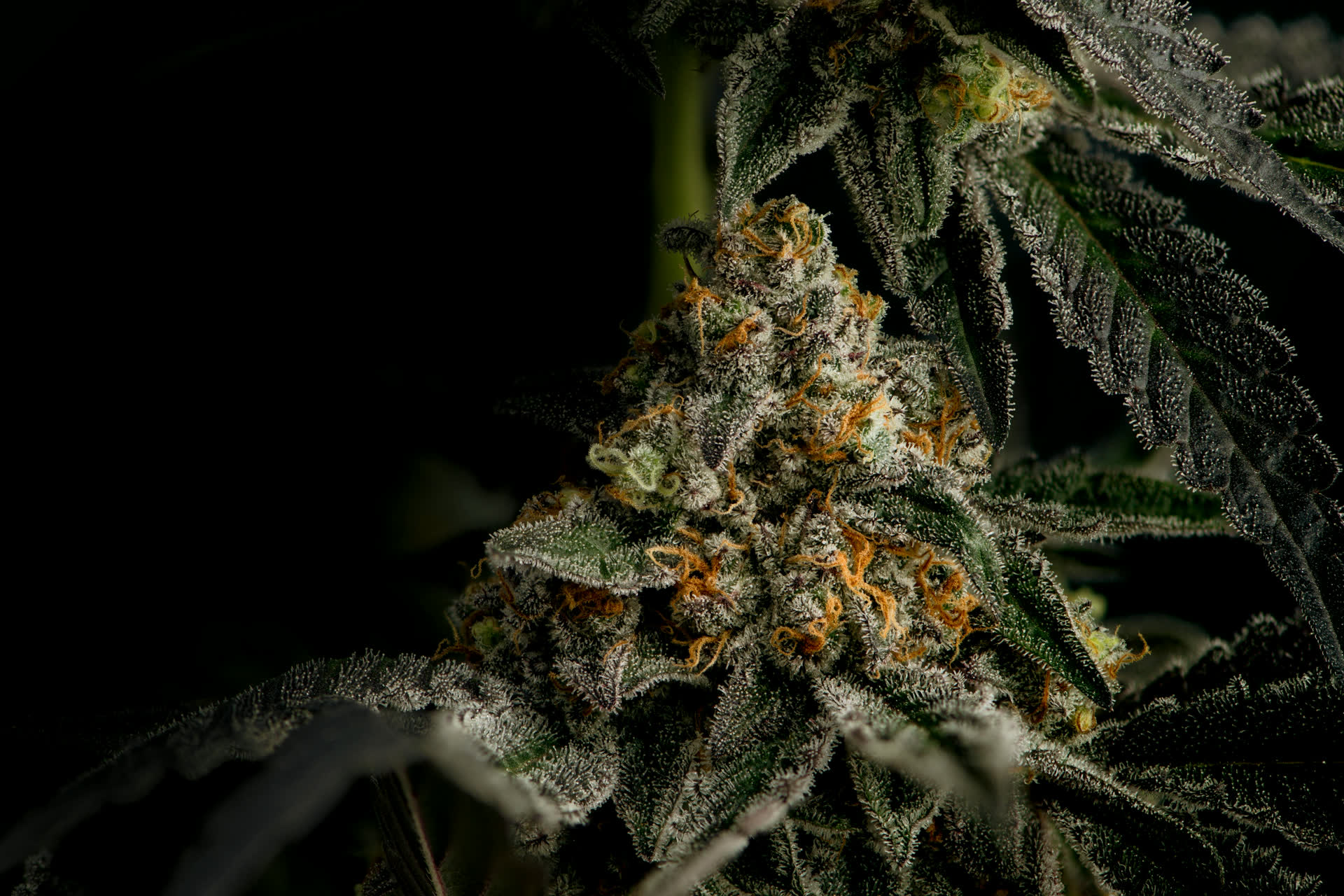 Cogollo de cannabis en floración cubierto de resina, de cerca
