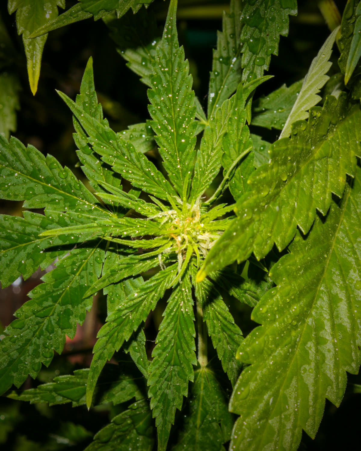 Hojas de cannabis con gotas de lluvia